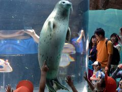 自然を満喫する夏の北海道16日間の旅　（２）旭山動物園で童心に帰る