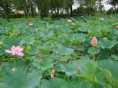 さきたま古墳群の蓮の花