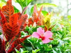 2014花と緑の淡路島ふらり旅（奇跡の星の植物館）