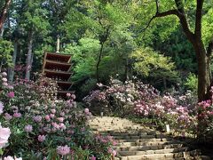 奈良　室生寺　撮影記　第１次石楠花作戦