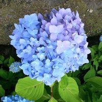 あじさいに花菖蒲♪梅雨の晴れ間の奥播州…今年はなんといっても官兵衛殿～♪これまた必見！日本の滝百選『波賀不動滝』でマイナスイオンを浴びまくっちゃえ♪お楽しみ女湯レポ？…あるある！