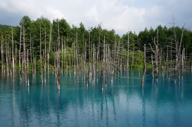 地方からの旅行者にとって、ツインクルバスの予約は至難の業である。<br /><br />ＪＲ北海道　よくあるお問い合わせ<br />Q　ツインクルバス」は誰でも予約購入できますか？<br />A　JR北海道線の乗車券類（定期券・入場券・Kitaca・Suica除く）をお持ちの方のみご利用になれます。<br />ご乗車の3日前までにJR北海道の主なみどりの窓口、ツインクルプラザ（旅行センター）、JR北海道プラザでお買い求めください。（一部ご乗車当日でもお買い求めできるツインクルバスもありますので駅、旅行センター、JR北海道プラザにお問い合わせください。）<br />お買い求めの際は、JR券を呈示いただくか、JR券と同時にお買い求めください。なお、インターネットでのご予約は承っておりません。<br /><br />私が乗車したいのは、「乗車当日でもお買い求めできるツインクルバス」ではなくて、3日前までに、それも北海道内の然る場所で購入しなくてはならないコース。<br />ということで、ほとんど諦めかけていたある日、電話やネットで申し込み可能な商品を発見。<br />日帰りJRでぷらり旅「富良野＆美瑛と青い池をまるごと楽しむ旅」<br />札幌〜旭川間の往復JR特急指定席、旭川→富良野のノロッコ号、ツインクルバス美瑛ラベンダー号がセットで6,400円。<br />もちろん、即決！