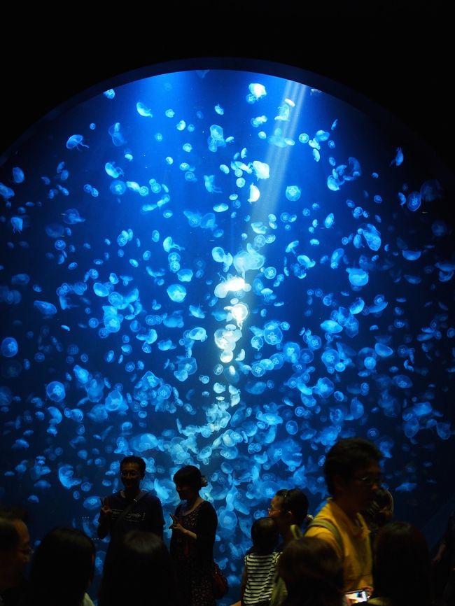 兼ねてから行きたいと思っていた加茂水族館がようやくリニューアル工事を終えたので、ドライブがてら行って来ました。<br />海の日の連休中日。大渋滞にハマり駐車場難民に陥り、混雑のあまりじっくり見れませんでしたが、巨大なクラゲの水槽は見応え抜群でした。