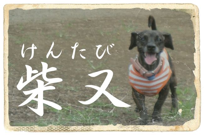 愛犬Ｋｅｎと旅する企画『 犬旅 』<br /><br />第１４回は、柴又。<br />そう、あの有名なニート！