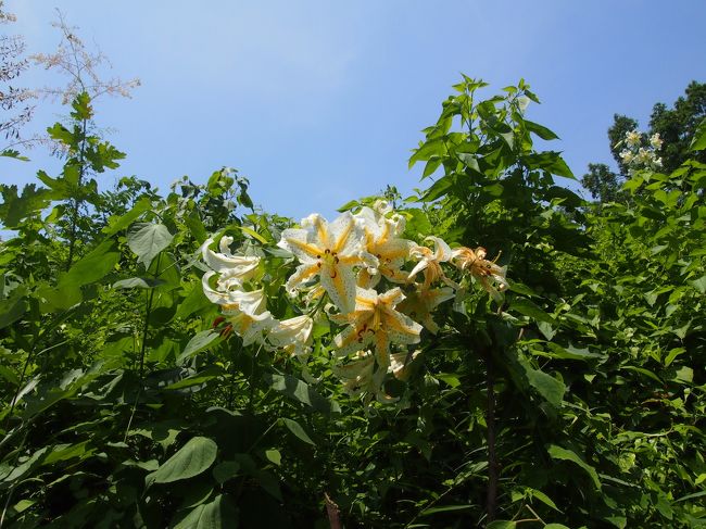 嵐山町にある、県立嵐山史跡の博物館にヤマユリを見に行ってきました。<br />もともとヤマユリは群生しているといってもそれほど密度が高いものではないのですが、ここでは比較的に一株当たりの花の数は多いと思います。、<br />