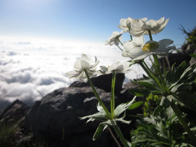 会社の山仲間と今年初めての山へ。<br />リーダーのおじさま憧れの白馬岳（標高2932m）へいってきました。<br /><br />白馬大雪渓の情報を集めるなかで、落石の危険やガイドをつけての登山を勧める情報。<br />初心者に毛のはえたような我々だけで、行っていいのか･･･<br />不安をあげたらキリがないけど、とっても楽しみでもありました♪<br /><br />ところがところが！<br />またきましたよ、台風、そして大雨。<br />天気予報は初日、2日目とも雨･･･<br />強いて最終日のみ晴れ。<br /><br />登山中止になった場合の服も用意し、行きの道中は見事雨が降ったりやんだりの<br />この弄ばれてる感（笑）<br /><br />しかしまたまた運に恵まれ、ライチョウにも遭遇。<br /><br />栂池まで降りる、帰り道は想像以上にハードでした。<br /><br /><br /><br />