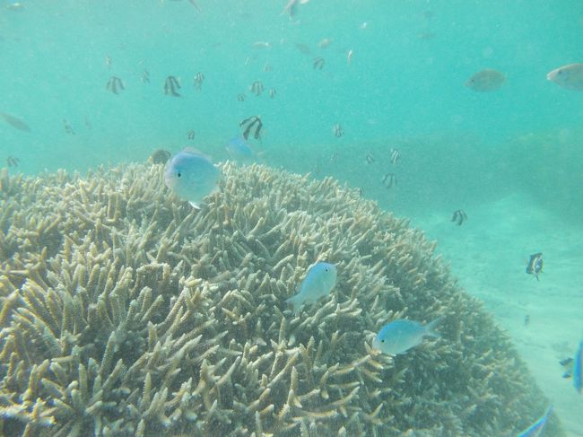 2013年、はじめての海外家族旅行にグアムに行きました<br />とても楽しかったので、また行きたいと思い、たまったマイルで特典航空券を狙いました。<br />でも、残念ながら予約が取れず…<br />特典航空券を使って旅行しようと思っている方の参考になればと思い、これまでの経過をまとめました