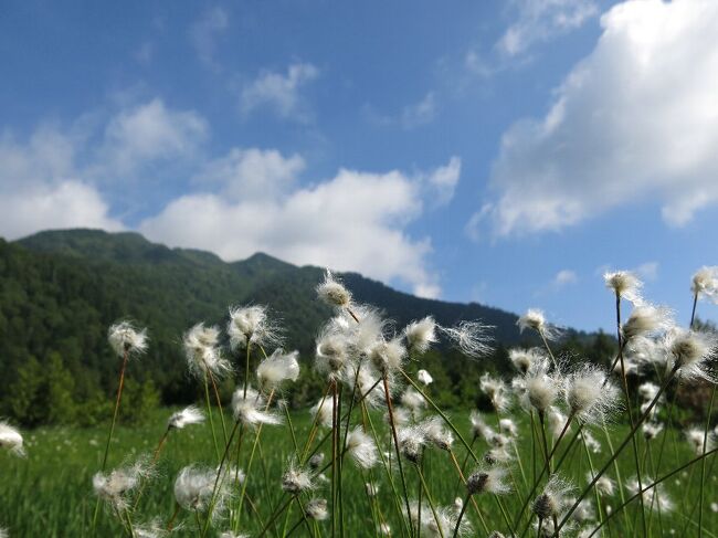 (写真は尾瀬沼・沼尻湿原のワタスゲと燧ケ岳)<br /><br />今年は10年ぶりにワタスゲの当たり年だと。 遅ればせながら前日山小屋に問い合わせれば宿泊OKと。 今行けばニッコウキスゲとダブルで楽しめる。 さっそく東武・野岩鉄道会津高原尾瀬口からバスを乗り継いで沼山口から尾瀬に入る。 浅草早朝発の快速に乗れば昼には大江湿原のお花畑だ。 今日現在、湿原上部は終わりかけだがワタスゲがいっぱい、下半部はニッコウキスゲが満開を迎えようとしている。 天気は二日間とも晴れ曇り。 尾瀬沼を吹きあげる風が心地よい。<br /><br />最近,東京方面からだと鳩待峠から入る場合が多いようだが、沼山峠は体力的にもっとも楽なコースといえる。 年配者や子供連れが特に多いのも頷ける。 ツアーバスなど鳩待峠INの大清水OUTなどは初心者には体力的にきついので注意したい。 返れなくて山小屋に駆け込む方も見受けます。 尾瀬に入れば携帯は一切通じない(緊急には一部衛星電話がある)と心得たい。<br /><br /> ・ワタスゲのぷわっと飛ぶ日風クール <悠遊人><br /><br /> ・朝霧にただウグイスの啼きわたる <尾瀬><br /><br /> ・ミルクなどそっと浮かべて尾瀬の朝 <モーニングカフェ><br /><br /> ・ワタスゲよ大きくなって雲になれ<br /><br />※火山国日本にはこういったすばらしい高原湿地帯があるのです。 マチュピチュや九寨溝などと考える前にぜひ訪れたいものです。