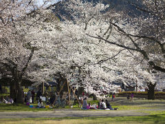 2014年お花見in嵐山