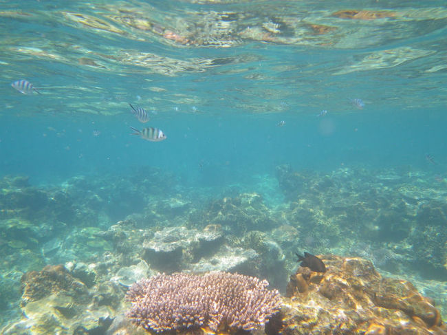 ３年前にペルヘンティア島へ行った時は、ホテル前の海が死珊瑚の山でチョット残念な結果でした。そこで今回は場所・ホテルを変更して、４泊５日でペルヘンティア島２回目の挑戦。<br />今回のホテルは”ペルヘンティア・アイランド・リゾート”を利用しました。レストランを含め、ビールも置いてないホテルでしたが、ビーチリゾートとしては結構楽しめました。<br /><br />日程と移動時間は下記です。<br /><br />７月１７日　ＫＬＩＡ２　１０：５０発のＡｉｒＡｓｉａで、コタバルへは１１：５５到着。<br />ホテルに送迎頼んでいて、ミニバスに乗り込み約１時間で船着場へ到着。ここからスピードボート約４０分でペルフンティア島に到着します。ホテルには１４:３０頃到着し、遅い昼食を取りました。<br /><br />７月２１日　ホテルからの船便は、８時、１２時と１６時（確か）の３便との事。チョット早過ぎるのだけど、ホテルスタッフも１２時発では一寸無理だとの事で、しょうがなしに８時のボートを予約。戻りのＡｉｒＡｓｉａは１４：５０発なのに、１０時頃にはコタバル空港に到着してしまいました。<br />一本早い１２：２０発のＡｉｒＡｓｉａにすれば良かった。<br /><br />写真は４日目の午後に行ったシュノーケルポイントです。