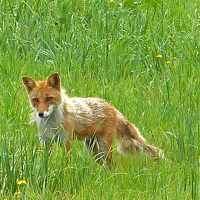 夏色北海道☆海も山も美味しいモノがてんこ盛り♪　こぎつねコンコンinニセコ編　