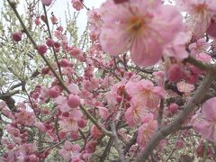 大人も春休み 京都3泊4日 3日目(自転車のってます）