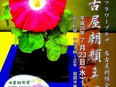 名城公園・名古屋朝顔まつり・夏の朝を彩る大輪の花　