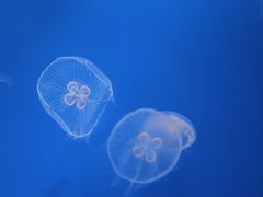 すみだ水族館とスカイツリーと足立の花火