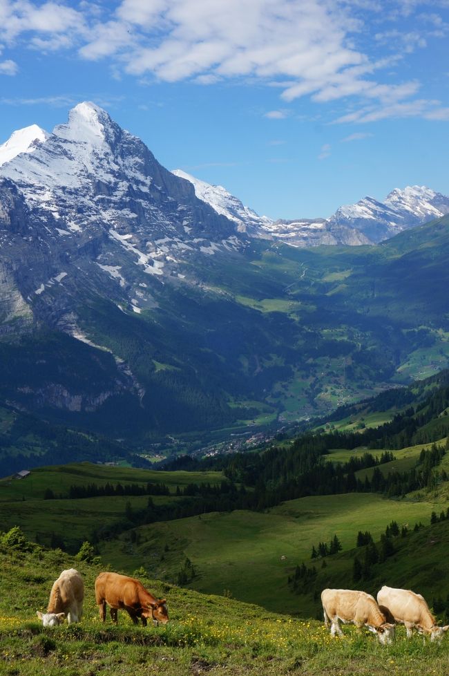 夫の勤続３５年の特別休暇を利用してスイス旅行を計画。世界の車窓のＤＶＤで見たスイスの山々、新田次郎の「アルプスの谷、アルプスの村」を読んで、ずっと憬れていました。<br /><br />ツアーか個人手配か悩んだ末に、ハイキング中心に行動したいので個人手配に決めました。準備期間は６ヶ月、スイスエアーライン直行便、ホテル探し開始です。<br /><br />旅行会社のスイス旅行セミナーにも参加して情報を集めました。鉄道のパスも色々あってどれにするか悩み、ハイキングのコースも沢山ありすぎて、迷います。<br /><br />４トラベラーの玄白さん、スイス在住のkaｗakoさんに教えていただき、コースが決まってきました。<br /><br />ハイキングガイドは　山と渓谷社　グリンデルワルド<br />　　　　　　　　　　山と渓谷社　ツェルマット　　　を購入<br />　　　<br /><br /><br />スケジュール<br /><br />７月１４日　成田国際空港発　　　　　１０；２５<br />　　　　　　チューリッヒ国際空港着　１５：５５<br /><br />　　　　　　ルツェルン散策<br />http://4travel.jp/travelogue/10909479<br /><br />７月１５日　ルツェルン～グリンデルワルド移動<br />http://4travel.jp/travelogue/10909986<br /><br />ユングフラウヨッホへ<br />http://4travel.jp/travelogue/10910431<br /><br />◎７月１６日　ハイキング、グローセ・シャイディック～フィルスト～バッハアルプゼー<br /><br />http://4travel.jp/travelogue/10911914<br /><br />７月１７日　ミューレン、アルメントフーベル～ミューレン（ノースフェイストレイルハイキング）<br />　　　　　　グリンデルワルド～チェルマット～ゴルナーグラート<br />　　　　　　　　　　　　　　　　　　　　　<br /><br />７月１８日　ゴルナーグラード～リッフェルゼー～リュッフェルベルグ→（登山電車）→リッフェルア ルプ～スネガ（ハイキング）<br /><br />７月１９日　フーリ～ツムゼー～チェルマット（ハイキング）<br />チェルマット～ベルン移動<br /><br />７月２０日　ベルン～チュリッヒ空港<br />　　　　　　チュリッヒ国際空港　１３：００発<br /><br />７月２１日　成田国際空港　０７：５５着<br /><br />今日からハイキングです。<br />６月にスイスを訪れたjun1さんのオススメのグローセ･シャイディック～フィルスト　その後は体力と相談しながらです。<br />メンリッヒェンからクライネシャイディックも心惹かれますが、昨日の様子だとクライネシャイディック辺りはツアーの方たちで混んでいそうなので、行くのは辞めました。<br />　　　<br />