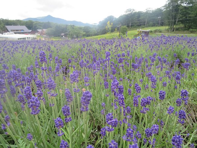 一度行ってみたいと思っていた法師温泉を計画しました。<br />温泉以外はどこに行くかは特に決めずに上毛高原からレンタカーを借りて1泊2日の旅です。<br />行きの新幹線の中で玉原高原のラベンダーが見頃だと聞いたので行って見ました。<br />早咲きのラベンダーが見頃を迎えていました。ちょうどニッコウキスゲも咲いていました。<br />移動で結構時間がかかってしまい1日目の観光はここだけになってしまいました。<br />2日目は、月夜野ビードロパーク、川場温泉の悠湯里庵でランチと日帰入浴、道の駅川場田園プラザでお買い物しました。<br /><br />