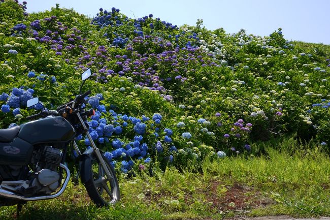 見ごろになった、紫陽花の花。あじさいの里まで見に行ってきました。