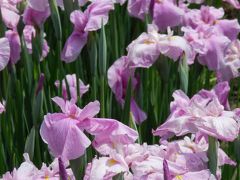 『花の郷　滝谷はなしょうぶ園』でハナショウブ三昧！♪（奈良県宇陀市室生区）