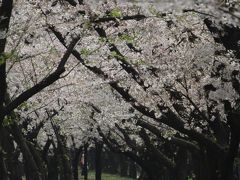 浜寺公園の桜を求めて