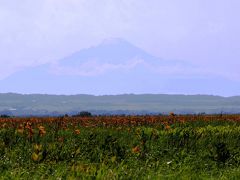 一面のエゾカンゾウ、そして薄っすら利尻富士♪