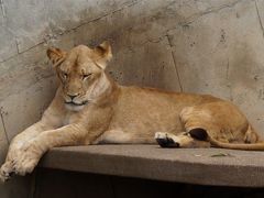 海の日 茨城めぐり2 やっぱり楽しいかみね動物園