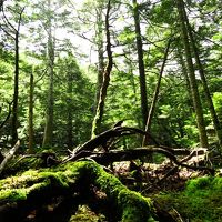 【岩稜・苔】これぞ北八ヶ岳　蓼科山～北横岳縦走