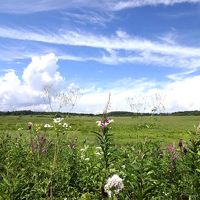 高層湿原の花々に惑わされ、遭難寸前に！？(苦笑）：八島ヶ原湿原から蓼科へ