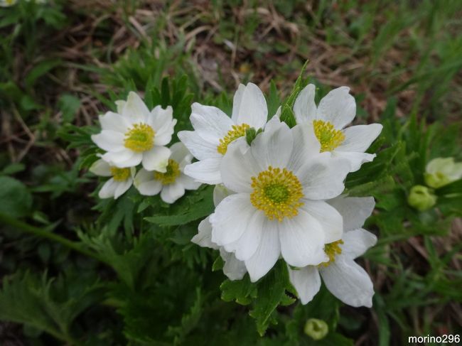 学生時代の仲間と恒例となっている夏の花旅に出掛けました。<br />今回は２泊３日で上高地・乗鞍です。<br /><br />２日目の午後は、上高地から乗鞍へ移動。<br />乗鞍で関東組（８名）、名古屋組（６名）の全員が集合し、花旅をスタートしました。<br />最終日は、乗鞍岳の最高峰・剣ヶ峰（３，０２６ｍ）に挑戦予定でしたが、生憎の空模様で断念。<br />雲の中のお花畑を散策して、早目に下山することになりました。<br /><br />表紙の写真は、乗鞍・畳平のお花畑に咲くハクサンイチゲです。<br /><br />旅行記は、<br />その１：上高地・大正池〜明神<br />その２：上高地・明神〜ウエストン碑<br />その３：乗鞍<br />の３部構成になります。