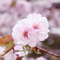 子離れ記念！ サクラ満開みちのくの旅(１) 平泉、北上、花巻温泉