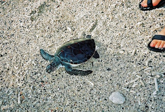 2000年末⇒2001年始の旅行。<br />行き先は「ケニア」でほぼ本決まりだったが，小笠原行きに急遽変更。<br />遠くアフリカ ケニア「ナイロビ」まで約23時間，東京都でありながら「小笠原父島」まで26時間。<br />日帰りで海外旅行も可能な時代に，外国よりも遠い日本。<br />４泊５日の工程のすべてが船中泊という，ちょっと変わったツアーだったが，とにかく暇なくらいのんびりだった。