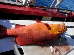 UA特典マイルでクック諸島ラロトンガへ⑥ラロトンガ滞在記　３日目 キャプテン　モコの釣舟で釣りに行ってきました。