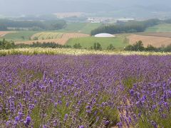 北海道旅③ツインクルバスで富良野巡り