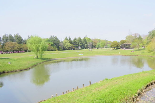 古河総合公園に、関東では珍しいシマアジ（縞味）が来ているとの情報を戴き、見に行ってきました。<br /><br />表紙写真は、古河総合公園の風景です。