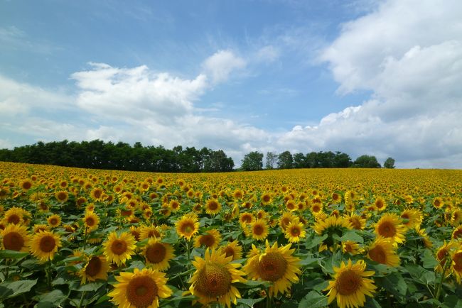 今が満開、日本一の北竜町（ほくりゅうちょう）ひまわり畑。<br />この日の夕方から数日間雨の天気予報。<br />土曜日曜日は混むので、平日狙い。<br />ここ数日、３０℃超えの北海道。暑かった〜〜！<br />夕方から雨ということで、湿度も高かった(+o+)<br /><br />ひまわり見たら、次は今が旬のアナと雪の女王の氷のお城に似ていると巷で囁かれている、旭川の雪の美術館にも足をのばしてきました。<br />