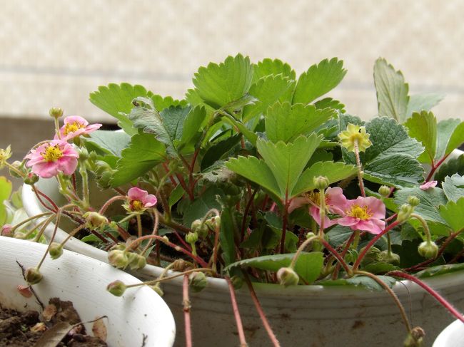 　8号鉢に白い花の苺とピンクの花の苺を育てている。白い花の苺は知人から頂、ピンクの花の苺は親戚から頂いたものだ。いずれも観賞用苺である。<br />　苺は朝方とか、日中に開花しているようだが、一度開花したら、5枚とか6枚とか8枚の花弁が散るまで咲きっぱなしである。夜間は花が萎むものが多いが、苺はそうではない。夜に見ると、（人が）目を開けて眠っているようで、気持ち悪い。<br />　Webで検索しても、苺が夜にも開花しているとする記載は見付からなかった。ただ、「花苺夜も咲きてをり月照らす」（秋元草日居）が見付かり、花苺の花は夜にも咲いていて月明かりに照らせれている情景が浮かぶ。<br />（表紙写真はピンクの花の苺）