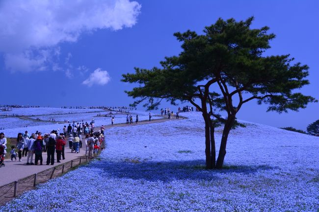 一度は行きたいと思っていたネモフィラを見に、ひたち海浜公園へ。<br />ＧＷなんでそれなりに混んでましたが、期待以上のモノを見ることができました。<br /><br /><br />海浜口駐車場に１０時頃到着、特に混雑もなくスムーズに入ることができました。<br /><br /><br />最初のほうはちょっと青く写りすぎです・・・（笑）