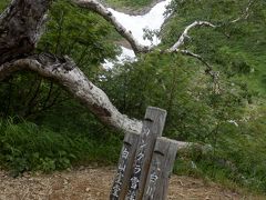 花の白山　（岐阜飛騨側　平瀬道　大白川から） （百名山５１座目）