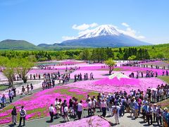 富士芝桜まつり（2014年5月）～見頃のピークにご留意を