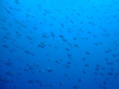 2014年夏休み　タオ島ダイビング　その２　タオ島を潜りつくせ