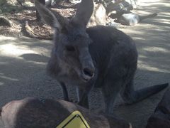 2014年7月☆シドニー☆②