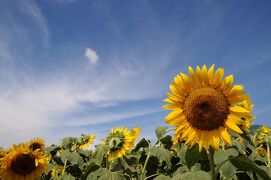 向日葵咲く甲州の夏　～明野のひまわり畑～