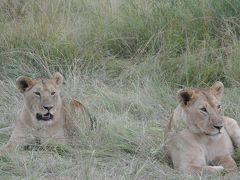 野生のライオンと出会うケニア旅行記