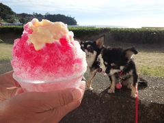 14年8月 ワンコと行く海水浴＠伊豆