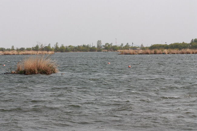 古河総合公園でシマアジを見た後、渡良瀬遊水地でバードウォッチングを楽しみました。<br /><br />表紙写真は、渡良瀬遊水地の風景です。