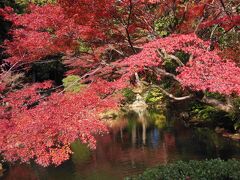 御飯は全部外すも、紅葉は大満腹だった京都＋国宝現存天守閣の全城制覇は彦根城で達成