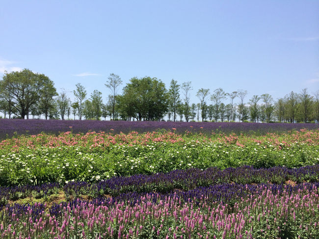 岐阜県「ひるがの高原 牧歌の里」へラベンダーを見に行ってきました。<br /><br />先月6月中旬の北海道旅行のとき、ラベンダーで有名な富良野の「ファーム富田」へ行ったけど、ラベンダーの開花にはまだまだ早く見ることが出来なかったので、近場でラベンダー畑のあるところへ行ってみようと「牧歌の里」へGO！<br /><br />(全てiPhone5sでの撮影)<br />