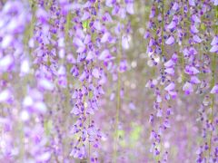 ゴールデンウィークはなんちゃって２泊３日in奈良　１日目：花めぐりＤＡＹ　前編