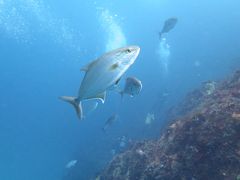 伊豆諸島めぐり「神津島」