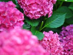 Japan　マダムＧといく横浜イングリッシュガーデン②　紫陽花　～ミツバチばあやの冒険～