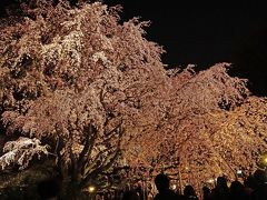 六義園の桜（2014年3月）～夜のライトアップがオススメです